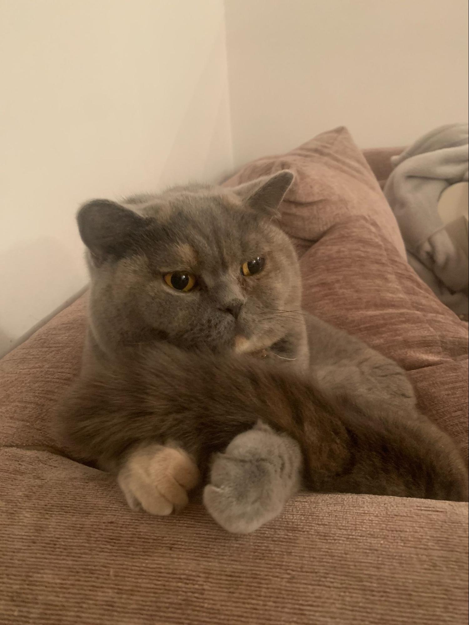A british blue and white cat relaxing over a couch arm.